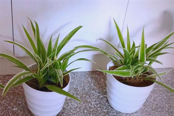 夏天吊兰能换盆吗，在夏季是可以换盆的