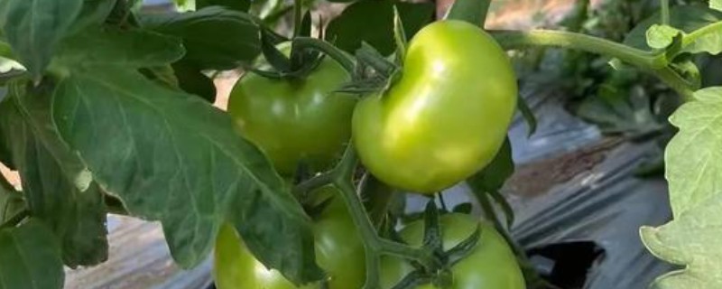 打蔫的番茄怎么挽救，水分过多时要排出积水