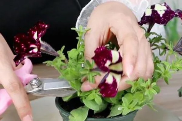 牵牛花能扦插吗，牵牛花可以扦插