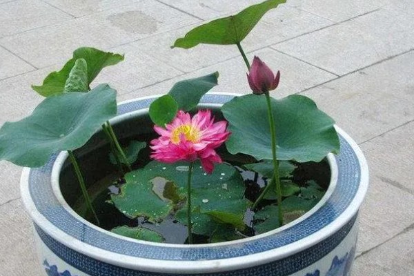 荷花能养在塑料桶里吗，可以在塑料桶中养殖
