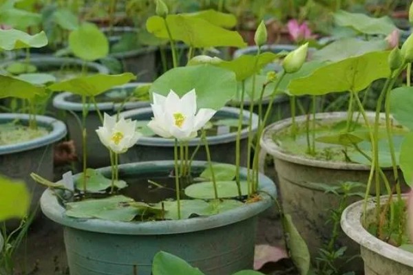 荷花能养在塑料桶里吗，可以在塑料桶中养殖