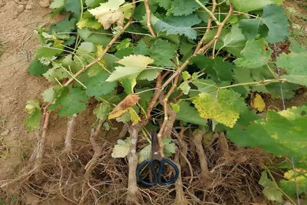 蓝宝石葡萄苗的价格，米径0.5厘米时每棵售价5元
