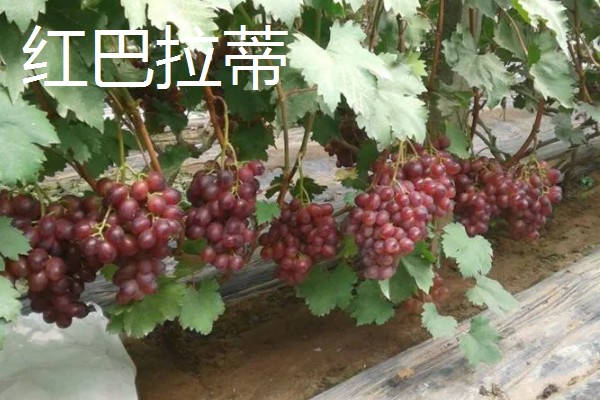 蓝宝石葡萄苗的价格，米径0.5厘米时每棵售价5元