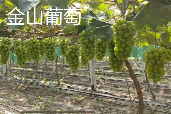 蓝宝石葡萄苗的价格，米径0.5厘米时每棵售价5元