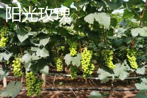 蓝宝石葡萄苗的价格，米径0.5厘米时每棵售价5元
