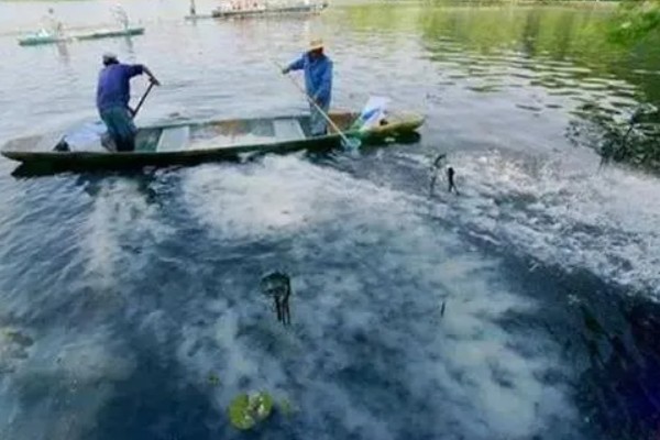 螃蟹的养殖技术，要使用干净的水质