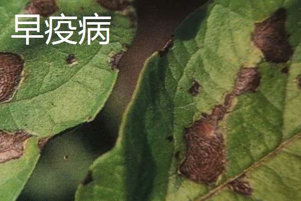 土豆常见的病害和用药，常见的有早疫病、叶斑病等