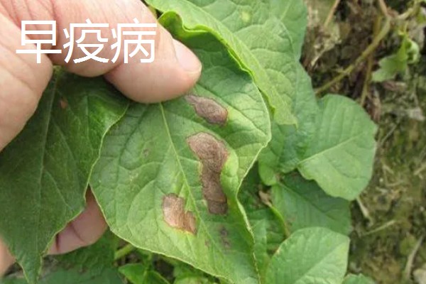 土豆常见的病害和用药，常见的有早疫病、叶斑病等