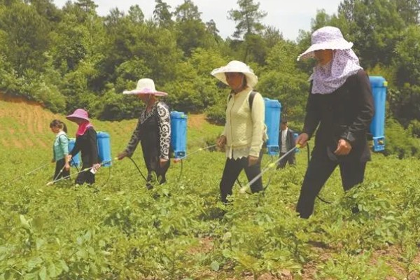 土豆常见的病害和用药，常见的有早疫病、叶斑病等