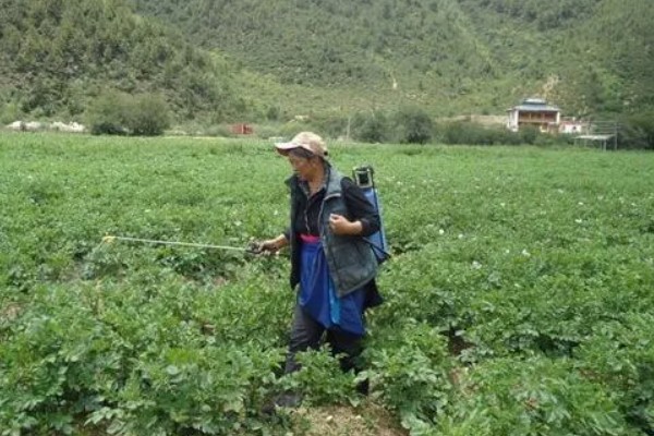 土豆常见的病害和用药，常见的有早疫病、叶斑病等