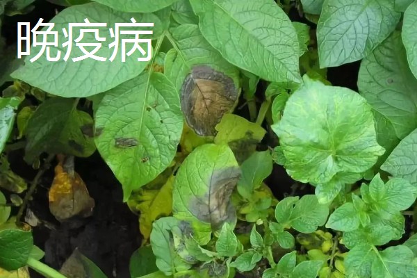 土豆常见的病害和用药，常见的有早疫病、叶斑病等
