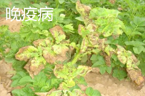 土豆常见的病害和用药，常见的有早疫病、叶斑病等