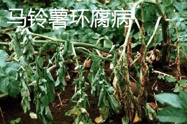 土豆常见的病害和用药，常见的有早疫病、叶斑病等