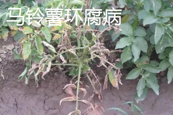 土豆常见的病害和用药，常见的有早疫病、叶斑病等