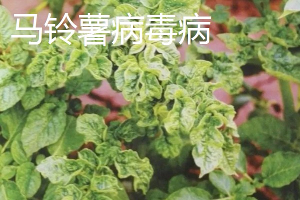 土豆常见的病害和用药，常见的有早疫病、叶斑病等