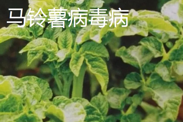 土豆常见的病害和用药，常见的有早疫病、叶斑病等