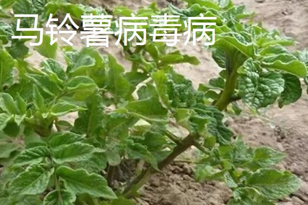 土豆常见的病害和用药，常见的有早疫病、叶斑病等