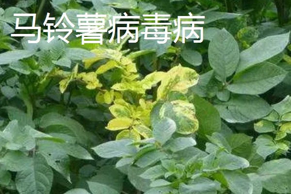 土豆常见的病害和用药，常见的有早疫病、叶斑病等