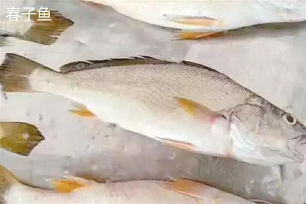 春子鱼和黄花鱼的区别是什么，科属和分布范围均不同
