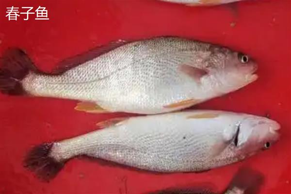 春子鱼和黄花鱼的区别是什么，科属和分布范围均不同