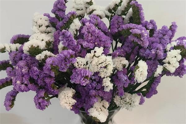 勿忘我插花要不要放水，是需要放水的