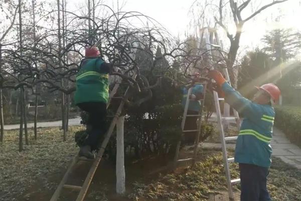 龙爪槐冬剪有哪些注意事项，各主枝长度保持基本一致