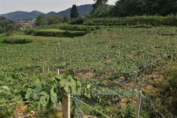 瓜蒌的种植技术，一般每亩移栽260株以上