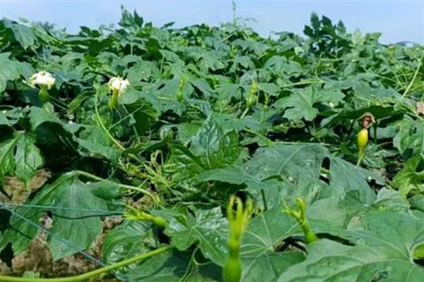 瓜蒌的种植技术，一般每亩移栽260株以上