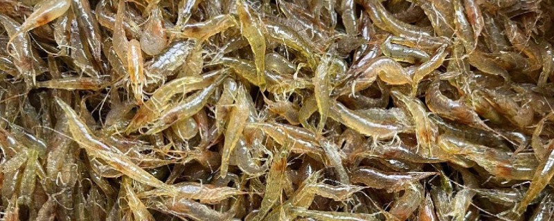 淡水小虾米能不能人工养殖，可以人工养殖