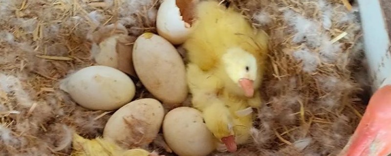 小鹅啄壳要喷水吗,应当继续喷水