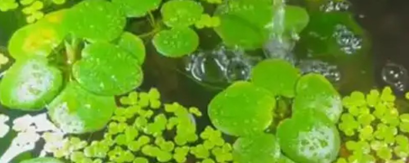 一叶莲开花时间短吗，花期长达6个月左右