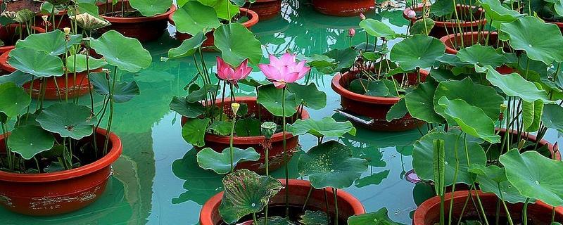 夏天开的花都有什么,常见的有荷花、康乃馨等