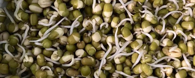 家庭种植绿豆芽的方法，选择当年生或隔年生的成熟绿豆