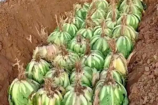大白菜的窖贮方法，首先收获时就应防止损伤