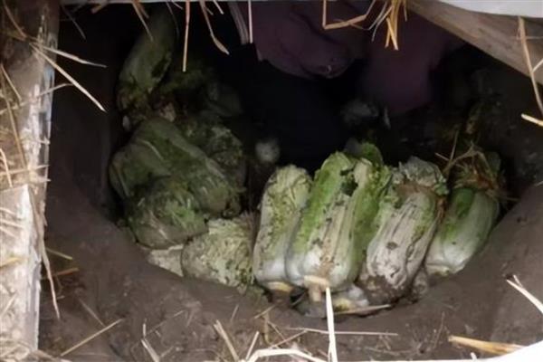 大白菜的窖贮方法，首先收获时就应防止损伤