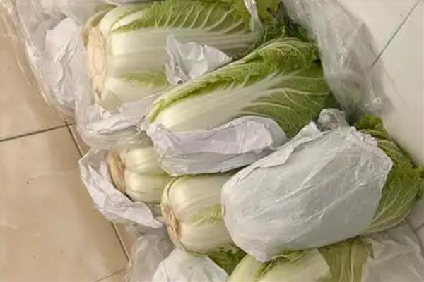 大白菜的窖贮方法，首先收获时就应防止损伤