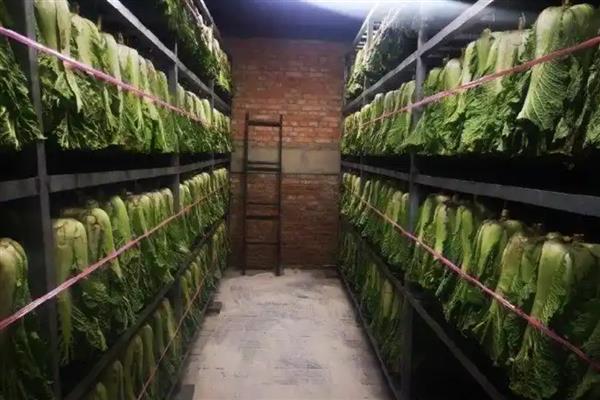 大白菜的窖贮方法，首先收获时就应防止损伤