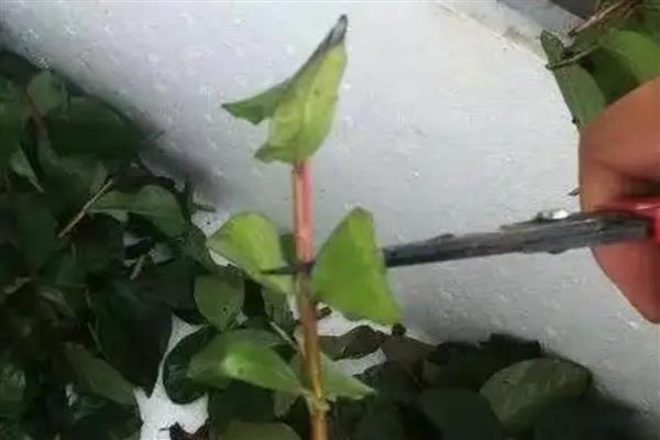 怎样扦插百日红生根快，春夏秋季均可进行