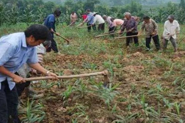 生姜的种植方式，通常采用条播的方法播种