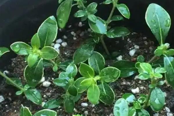 六月雪如何繁殖，以下三种方式均可采取