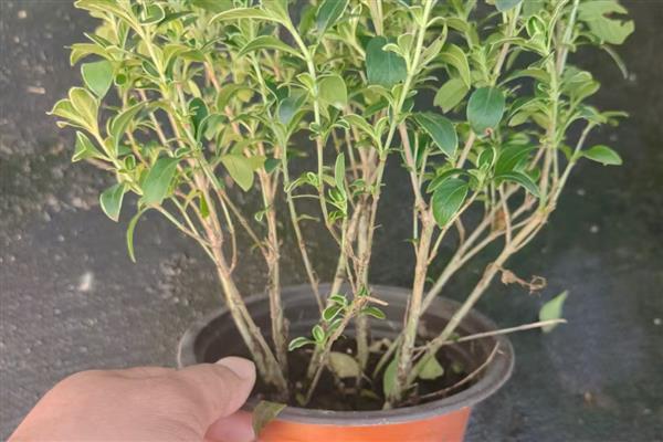 六月雪如何繁殖，以下三种方式均可采取