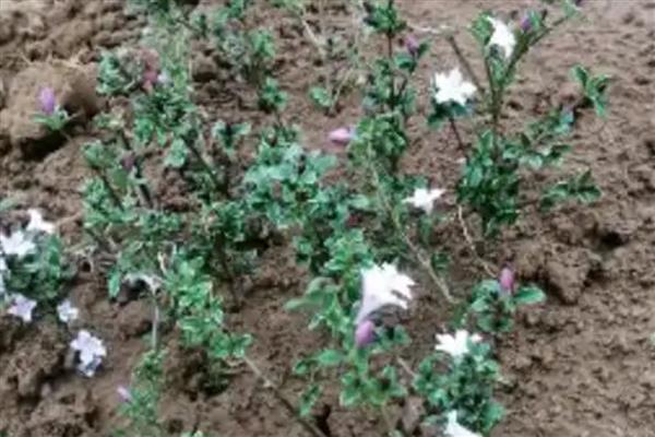 六月雪如何繁殖，以下三种方式均可采取