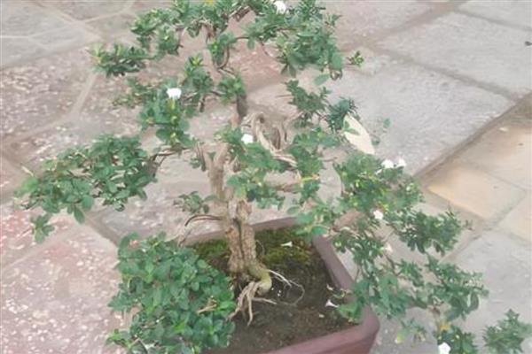 六月雪如何繁殖，以下三种方式均可采取