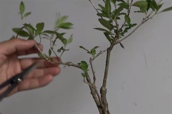 六月雪如何繁殖，以下三种方式均可采取