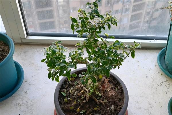 六月雪如何繁殖，以下三种方式均可采取