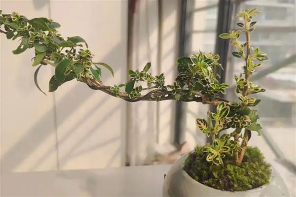 六月雪如何繁殖，以下三种方式均可采取