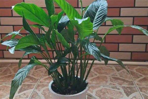 白掌花心发黑如何处理，需修剪花枝、补充光照等