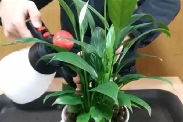 白掌花心发黑如何处理，需修剪花枝、补充光照等
