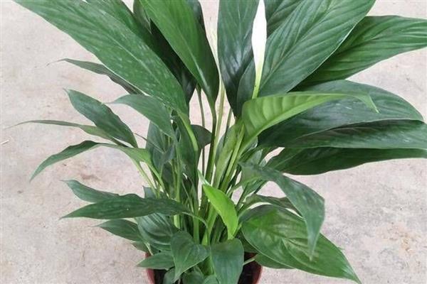 白掌花心发黑如何处理，需修剪花枝、补充光照等