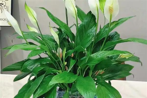 白掌花心发黑如何处理，需修剪花枝、补充光照等